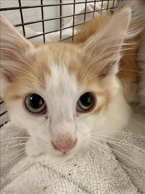 Shelter Stray Male Cat last seen , 1850 W 60th St, Los Angeles, CA 90047, USA