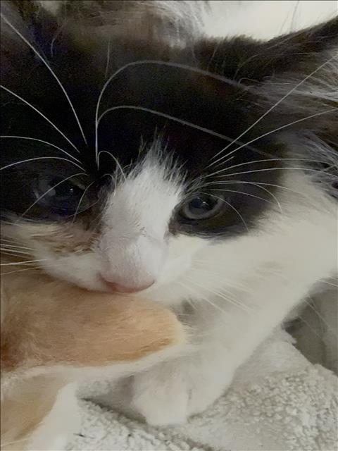 Shelter Stray Male Cat last seen , 1850 W 60th St, Los Angeles, CA 90047, USA