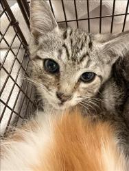 Shelter Stray Male Cat last seen , 1850 W 60th St, Los Angeles, CA 90047, USA