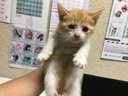 Shelter Stray Female Cat last seen Near BLOCK CORONET DR, RIVERSIDE, CA, 6851 Van Buren Boulevard, Jurupa Valley, CA 92509, USA