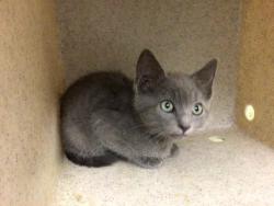 Shelter Stray Male Cat last seen Near BLOCK YOSEMITE WAY, RIVERSIDE CA 92506, 6851 Van Buren Boulevard, Jurupa Valley, CA 92509, USA