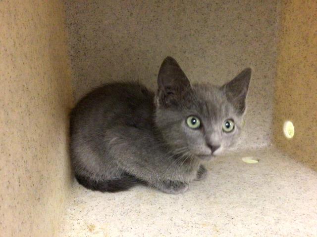 Shelter Stray Male Cat last seen Near BLOCK YOSEMITE WAY, RIVERSIDE CA 92506, 6851 Van Buren Boulevard, Jurupa Valley, CA 92509, USA