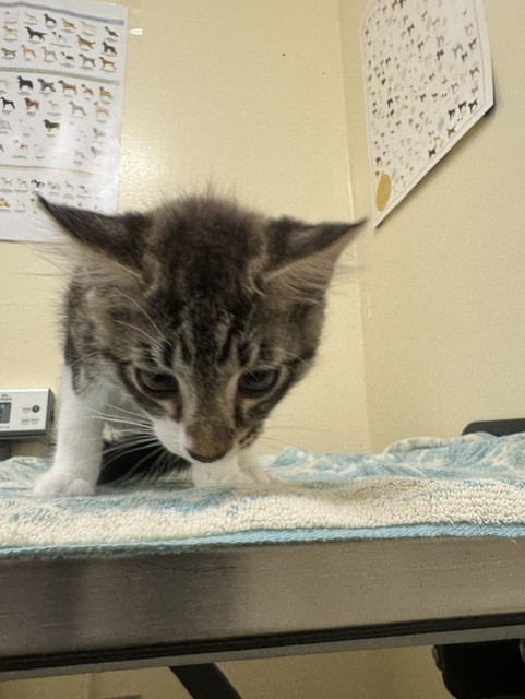 Shelter Stray Male Cat last seen , 1950 Stevenson Blvd, Fremont, CA 94538, USA