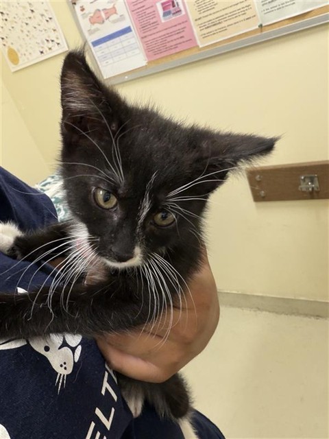 Shelter Stray Male Cat last seen , 1950 Stevenson Blvd, Fremont, CA 94538, USA