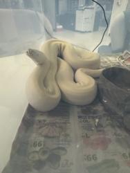 Shelter Stray Unknown Snake last seen Near JAMES AVE, South District, TX, 355 Hillshire Dr, Haslet, TX 76052, USA