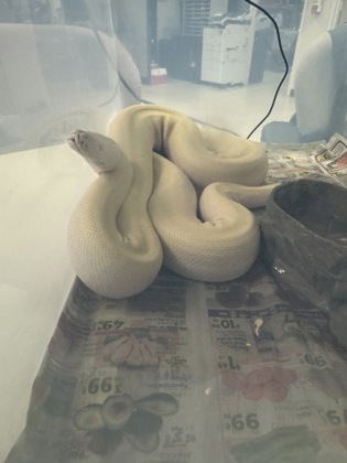Shelter Stray Unknown Snake last seen Near JAMES AVE, South District, TX, 355 Hillshire Dr, Haslet, TX 76052, USA