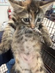 Shelter Stray Female Cat last seen , 11361 W Pico Blvd, Los Angeles, CA 90064, USA