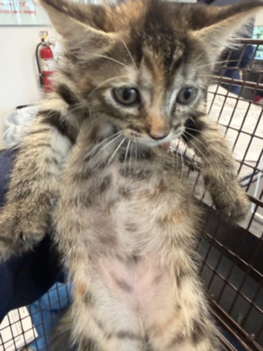 Shelter Stray Female Cat last seen , 11361 W Pico Blvd, Los Angeles, CA 90064, USA