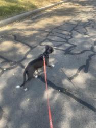 Lost Female Dog last seen Empower Academy, Baytown, TX 77520