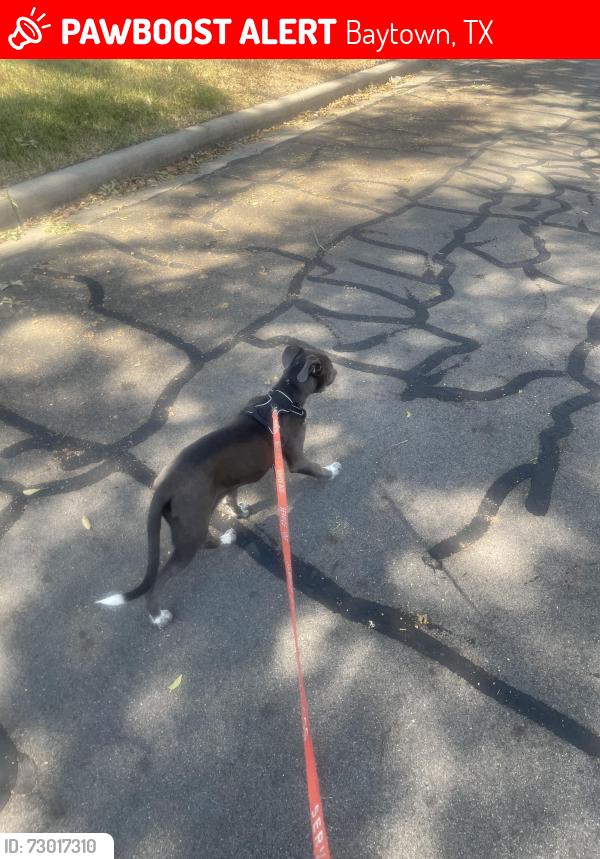 Lost Female Dog last seen Empower Academy, Baytown, TX 77520
