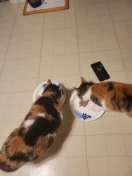 Reunited Female Cat last seen South Hanover Street, Carlisle, PA 17013