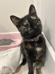 Found/Stray Unknown Cat last seen Starbucks, Thousand Oaks, CA 91360