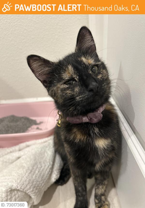 Found/Stray Unknown Cat last seen Starbucks, Thousand Oaks, CA 91360