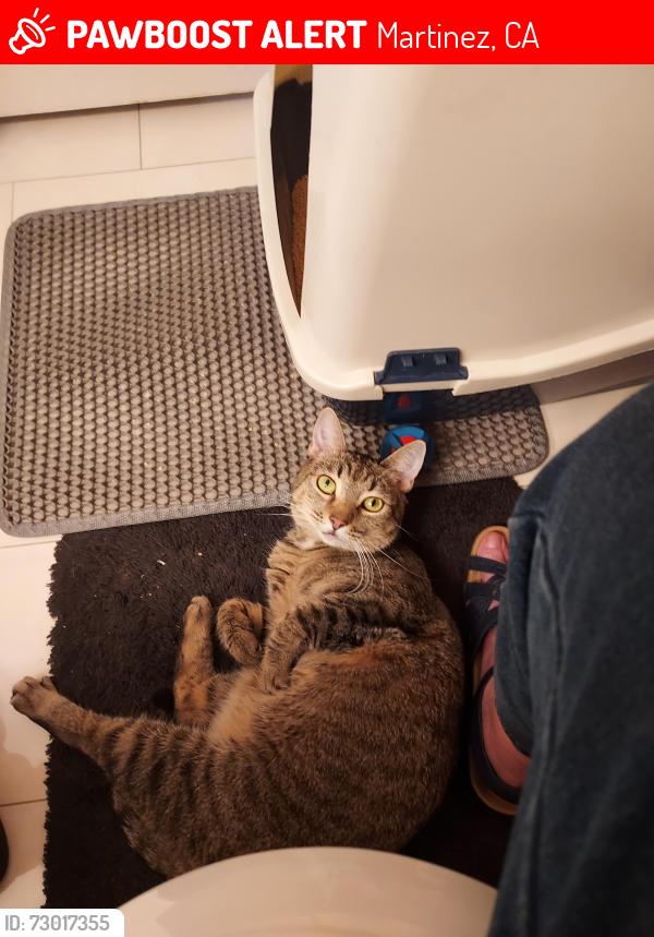 Lost Female Cat last seen Starflower, Martinez, CA 94553