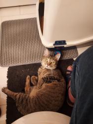 Lost Female Cat last seen Starflower, Martinez, CA 94553