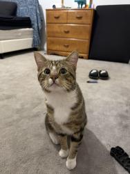 Reunited Male Cat last seen Near & 84 Ave, Surrey, BC V3S 2M6