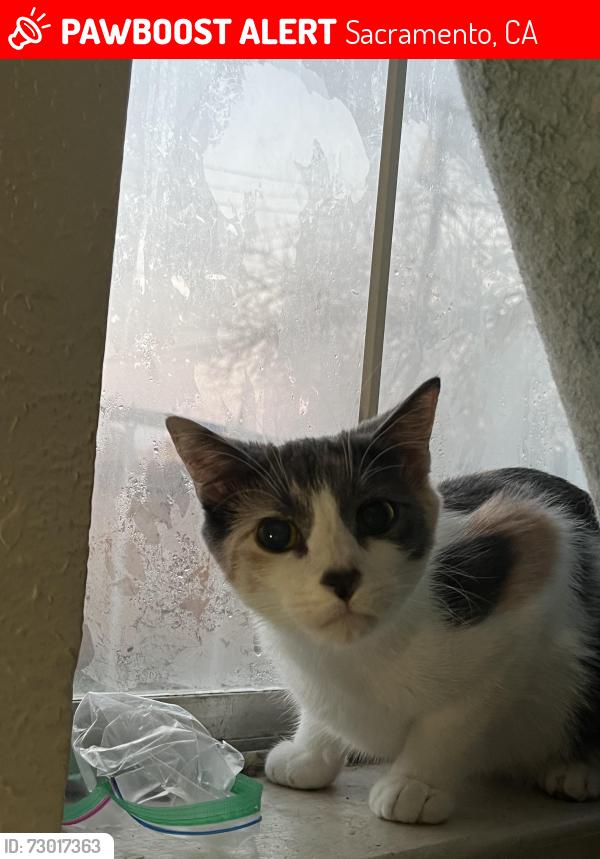Lost Female Cat last seen Max Baer park , Sacramento, CA 95824