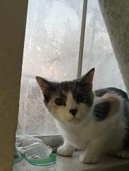 Lost Female Cat last seen Max Baer park , Sacramento, CA 95824