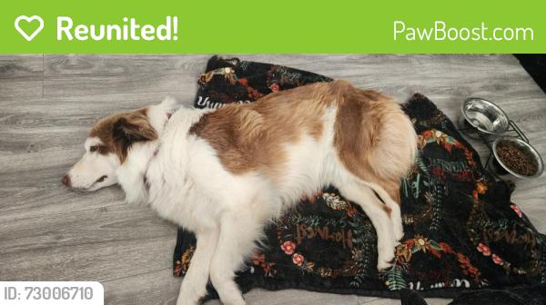 Reunited Female Dog last seen Near the Walmart super center, Rialto, CA 92376