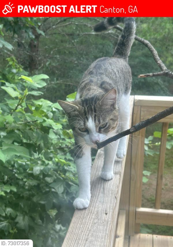 Lost Male Cat last seen Laurel canyon trail, Canton, GA 30114