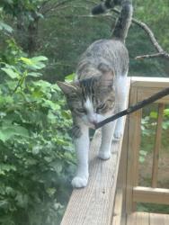 Lost Male Cat last seen Laurel canyon trail, Canton, GA 30114