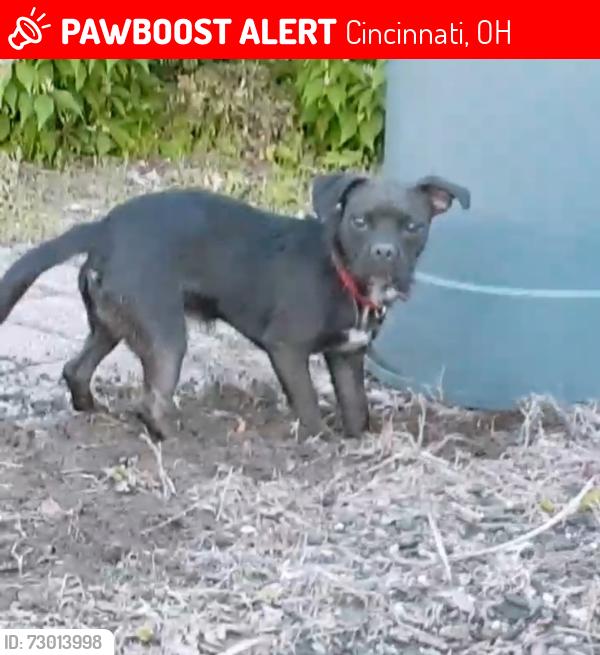 Lost Female Dog last seen Reading rd, Cincinnati, OH 45229