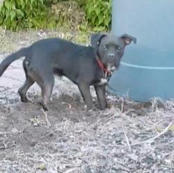 Lost Female Dog last seen Reading rd, Cincinnati, OH 45229
