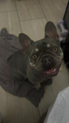 Reunited Female Dog last seen Hawthorne Blvd Torrance California , Torrance, CA 90504