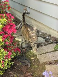 Lost Female Cat last seen Tacoma Rd and W Pioneer, by the corner store, Puyallup, WA 98371