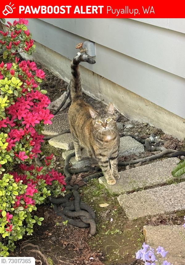 Lost Female Cat last seen Tacoma Rd and W Pioneer, by the corner store, Puyallup, WA 98371