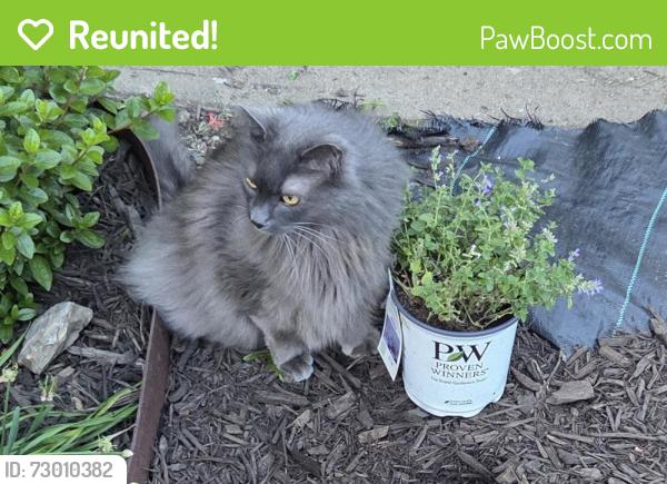 Reunited Male Cat last seen Firehouse Park, Independence, MO 64052