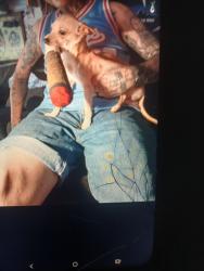 Lost Male Dog last seen Grove ave , Sacramento, CA 95815