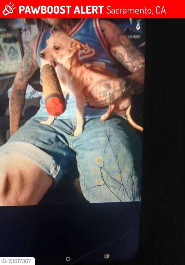 Lost Male Dog last seen Grove ave , Sacramento, CA 95815