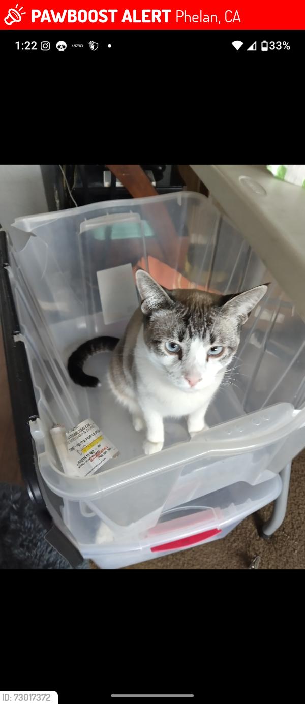 Lost Male Cat last seen Near Mono Rd , Phelan, CA 92371