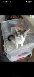Lost Male Cat last seen Near Mono Rd , Phelan, CA 92371