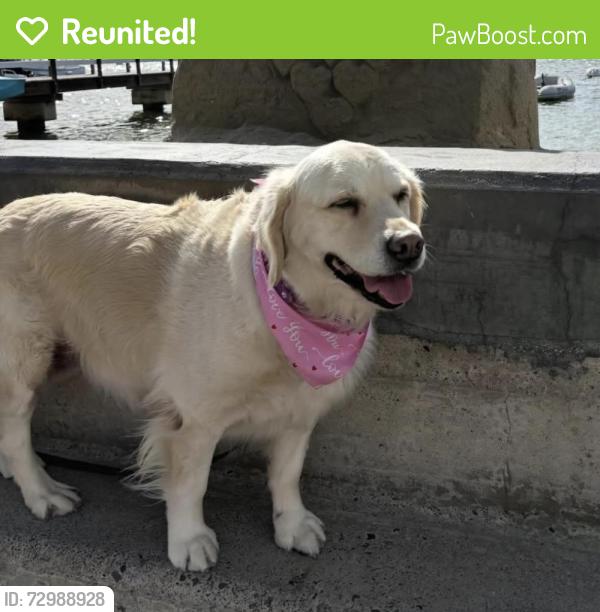 Reunited Female Dog last seen Vista Flora, Newport Beach, CA 92660