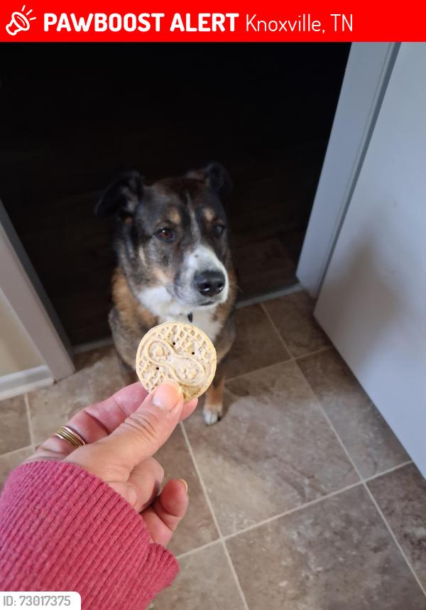 Lost Male Dog last seen Downtown west Blvd and  Gleason , Knoxville, TN 37919