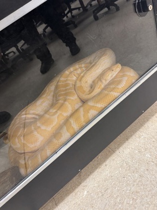 Shelter Stray Unknown Snake last seen Near JAMES AVE, South District, TX, 355 Hillshire Dr, Haslet, TX 76052, USA