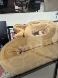 Shelter Stray Unknown Snake last seen Near JAMES AVE, South District, TX, 355 Hillshire Dr, Haslet, TX 76052, USA