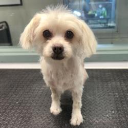 Shelter Stray Female Dog last seen Near 26th ave, Oakland, CA, 1101 29th Ave, Oakland, CA 94601, USA