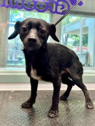 Shelter Stray Male Dog last seen Near 21st Ave, Oakland, CA, 1101 29th Ave, Oakland, CA 94601, USA