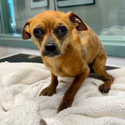 Shelter Stray Male Dog last seen Near 21st Ave, Oakland, CA, 1101 29th Ave, Oakland, CA 94601, USA