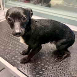 Shelter Stray Male Dog last seen Near 21st Ave, Oakland, CA, 1101 29th Ave, Oakland, CA 94601, USA