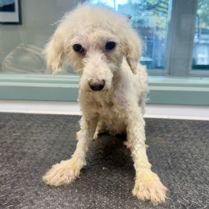 Shelter Stray Male Dog last seen Near 21st Ave, Oakland, CA, 1101 29th Ave, Oakland, CA 94601, USA