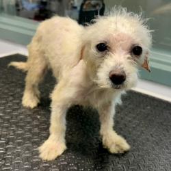 Shelter Stray Male Dog last seen Near 21st Ave, Oakland, CA, 1101 29th Ave, Oakland, CA 94601, USA
