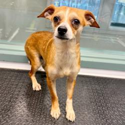 Shelter Stray Male Dog last seen Near 21st Ave, Oakland, CA, 1101 29th Ave, Oakland, CA 94601, USA