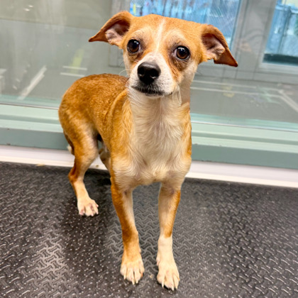 Shelter Stray Male Dog last seen Near 21st Ave, Oakland, CA, 1101 29th Ave, Oakland, CA 94601, USA