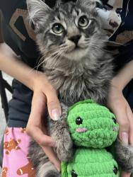 Lost Male Cat last seen Freitag Street and Piraieus Court, Elk Grove, CA 95758