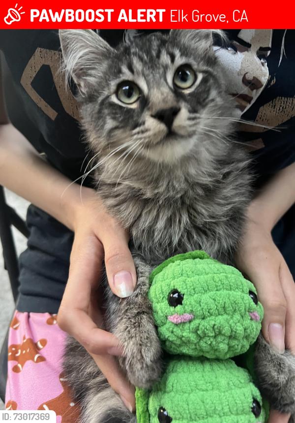 Lost Male Cat last seen Freitag Street and Piraieus Court, Elk Grove, CA 95758