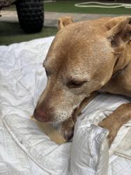Lost Male Dog last seen Near Sycamore Street, Martinez Ca, Martinez, CA 94553